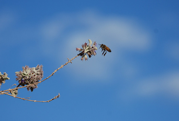 Buzz