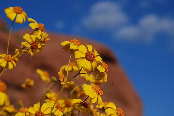 Desert Yellow