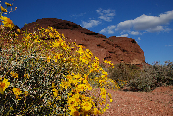 Arizona Bloom