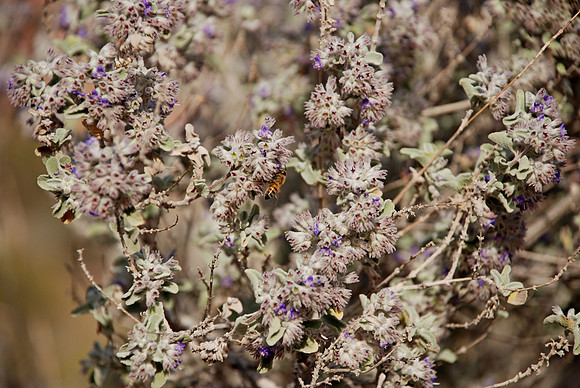 bee