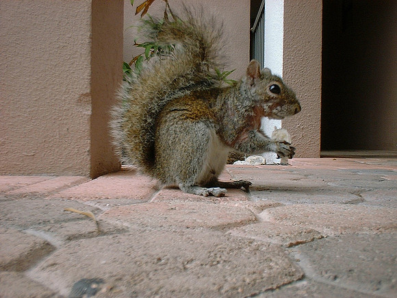 Holiday Visitor3